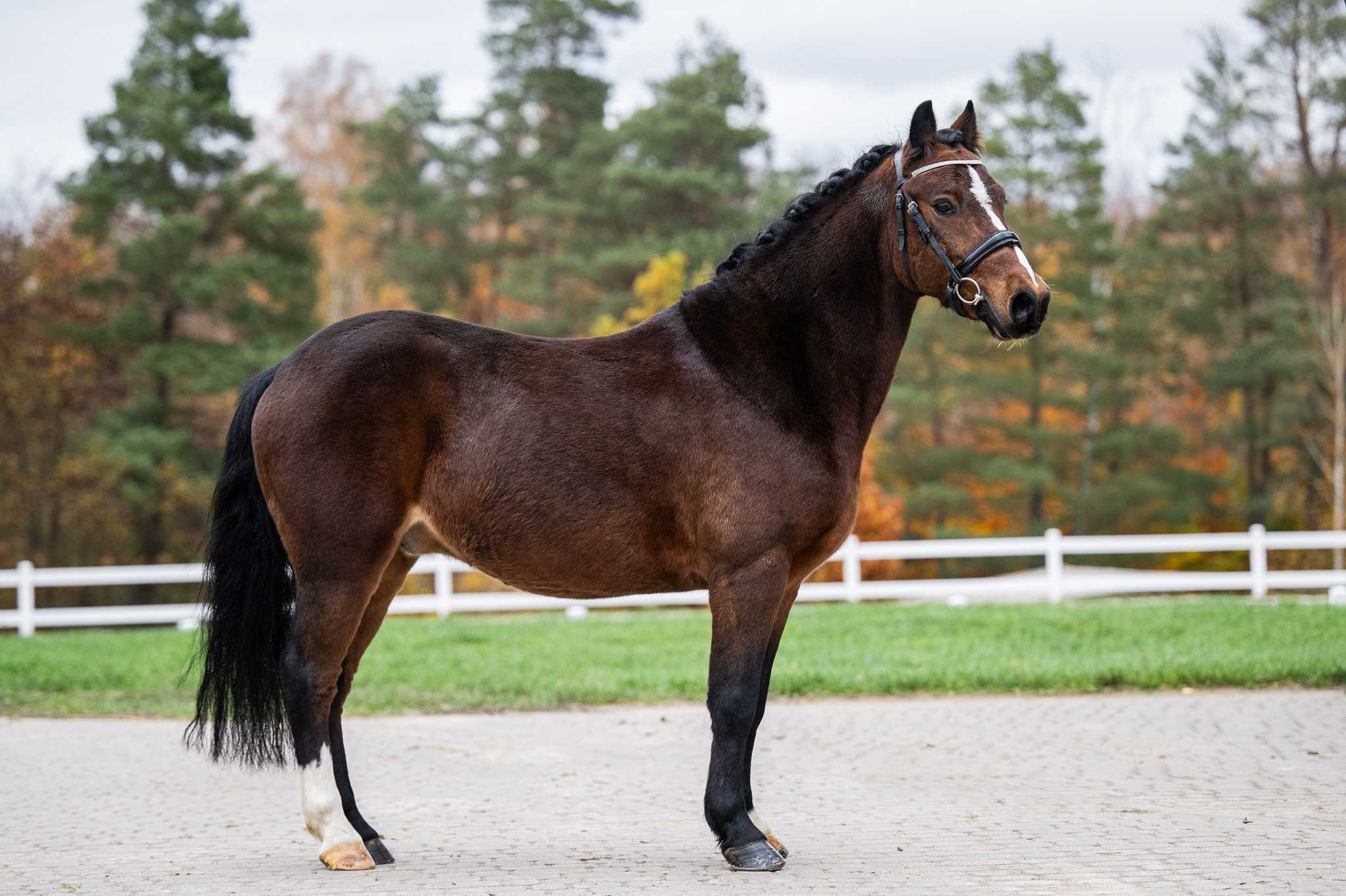 KING QUATERBACK — Pony · Gelding · 9y